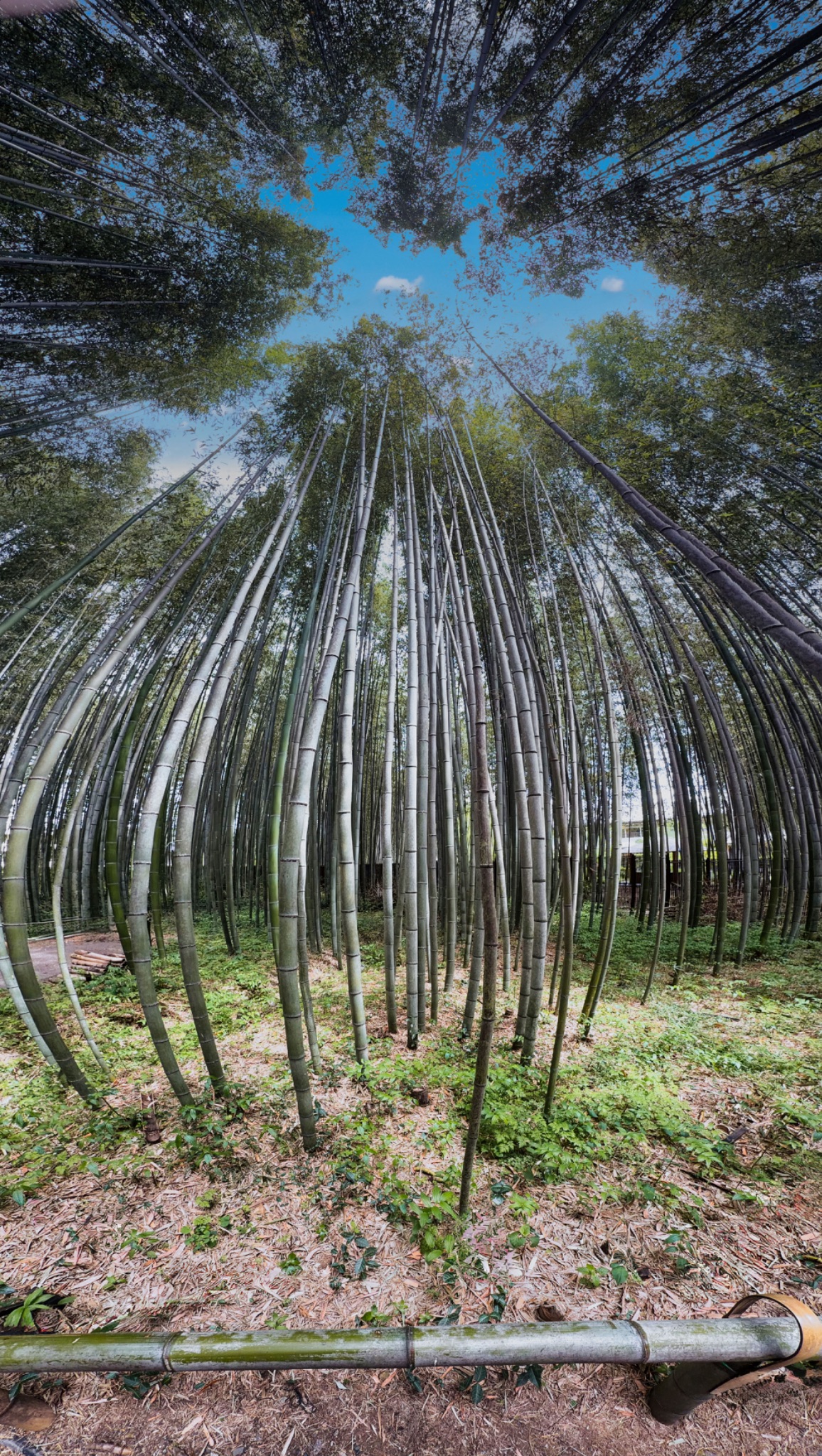 Bamboo vertPano
